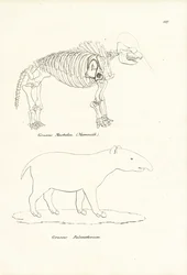 Mastodonte, 1824